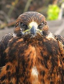 Baby Galapagos Hawk 